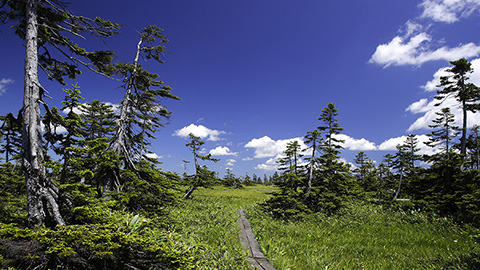 	SUBARU 北海道美深町（びふかちょう）の森林環境保全活動に寄付（2019年4月4日）